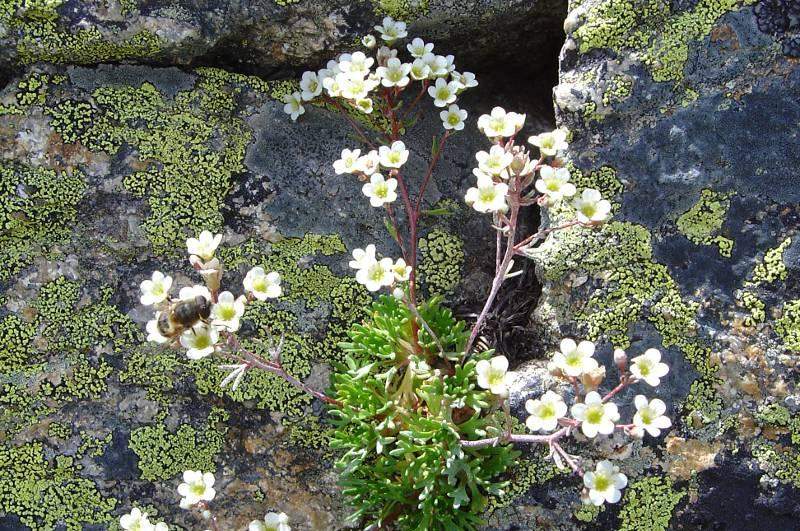 Saxifraga pentadactylis subsp. wilkommiana